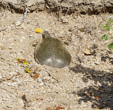 Слика од Apalone spinifera guadalupensis (Webb 1962)