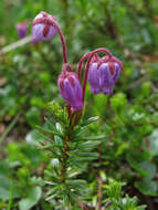 Image of blue mountainheath