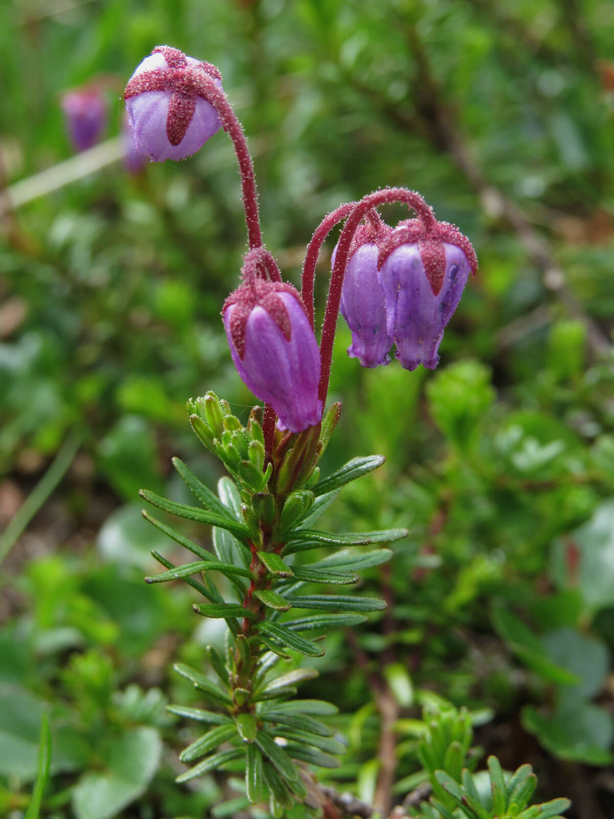 Image of blue mountainheath