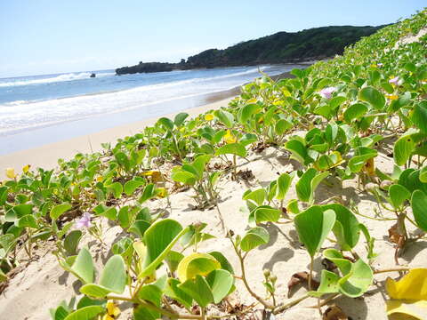 Image of Brazilian bayhops