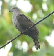 Image of Dusky Pigeon