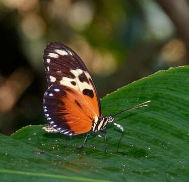 Image of Heliconius hecale melicerta