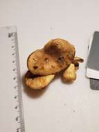 صورة Russula pulverulenta Peck 1902