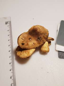 Image of Russula pulverulenta Peck 1902