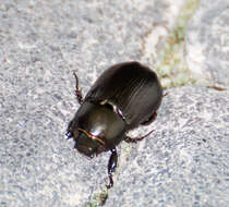 Image of Rice Beetle