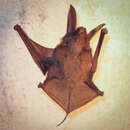 Image of Eastern Malagasy Sucker-footed Bat