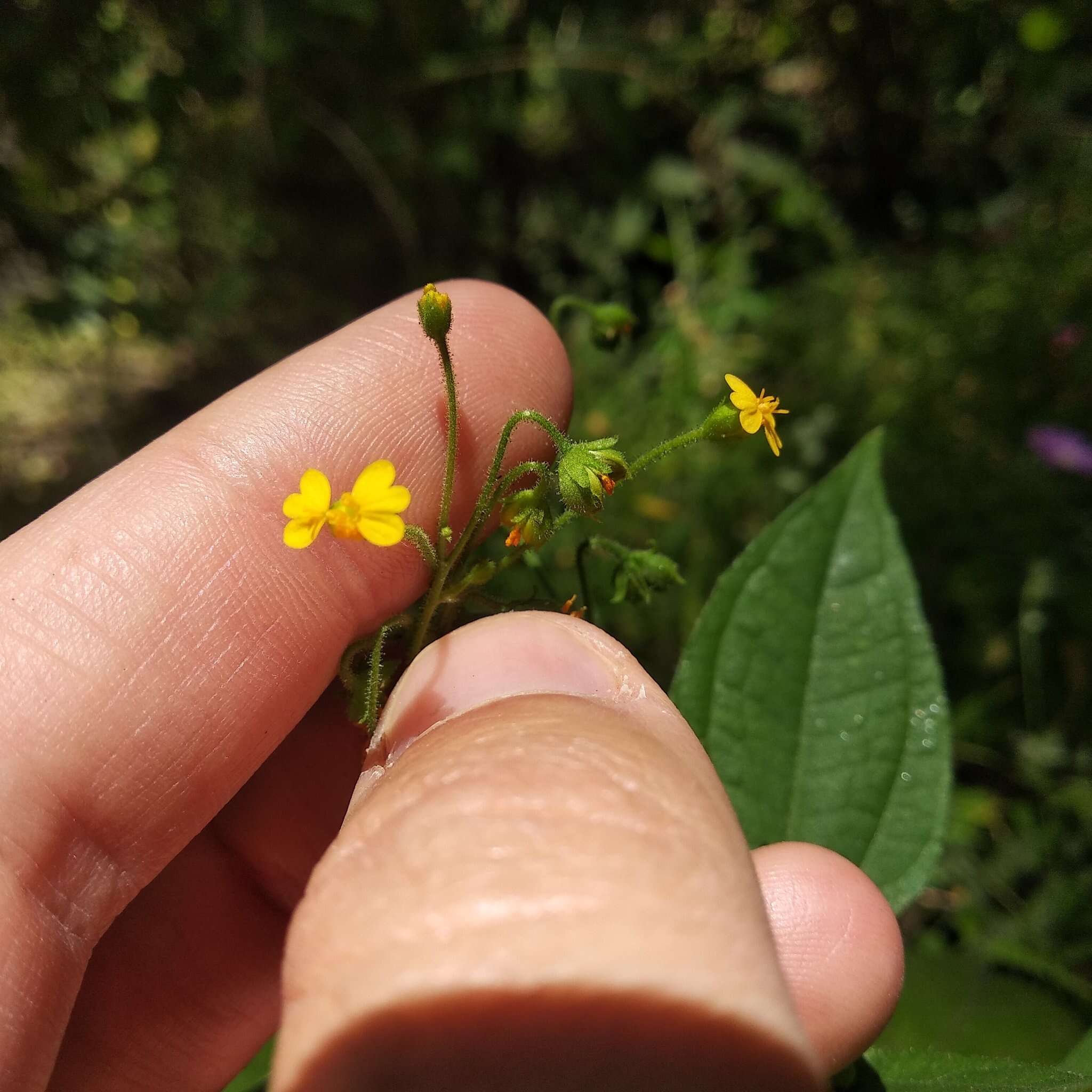 Image of Trigonospermum annuum Mc Vaugh & Laskowski