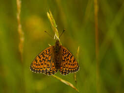 Image of Twin-spot Fritillary