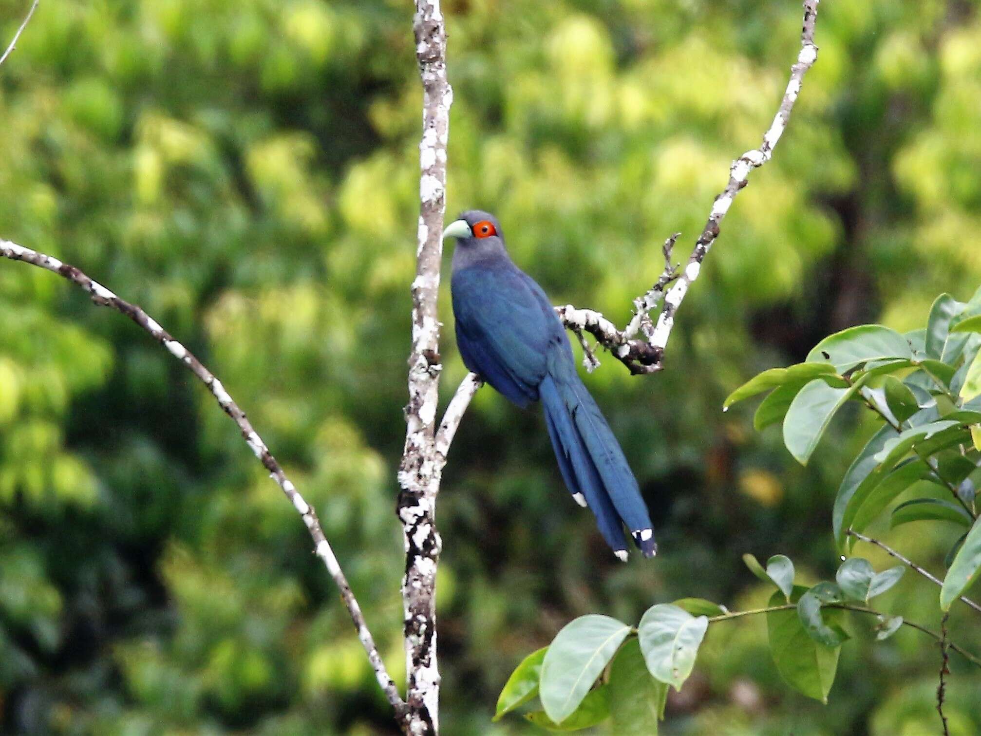 Image of Chestnut-bellied Malkoha