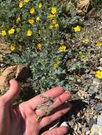 Image of Brewer's Cinquefoil