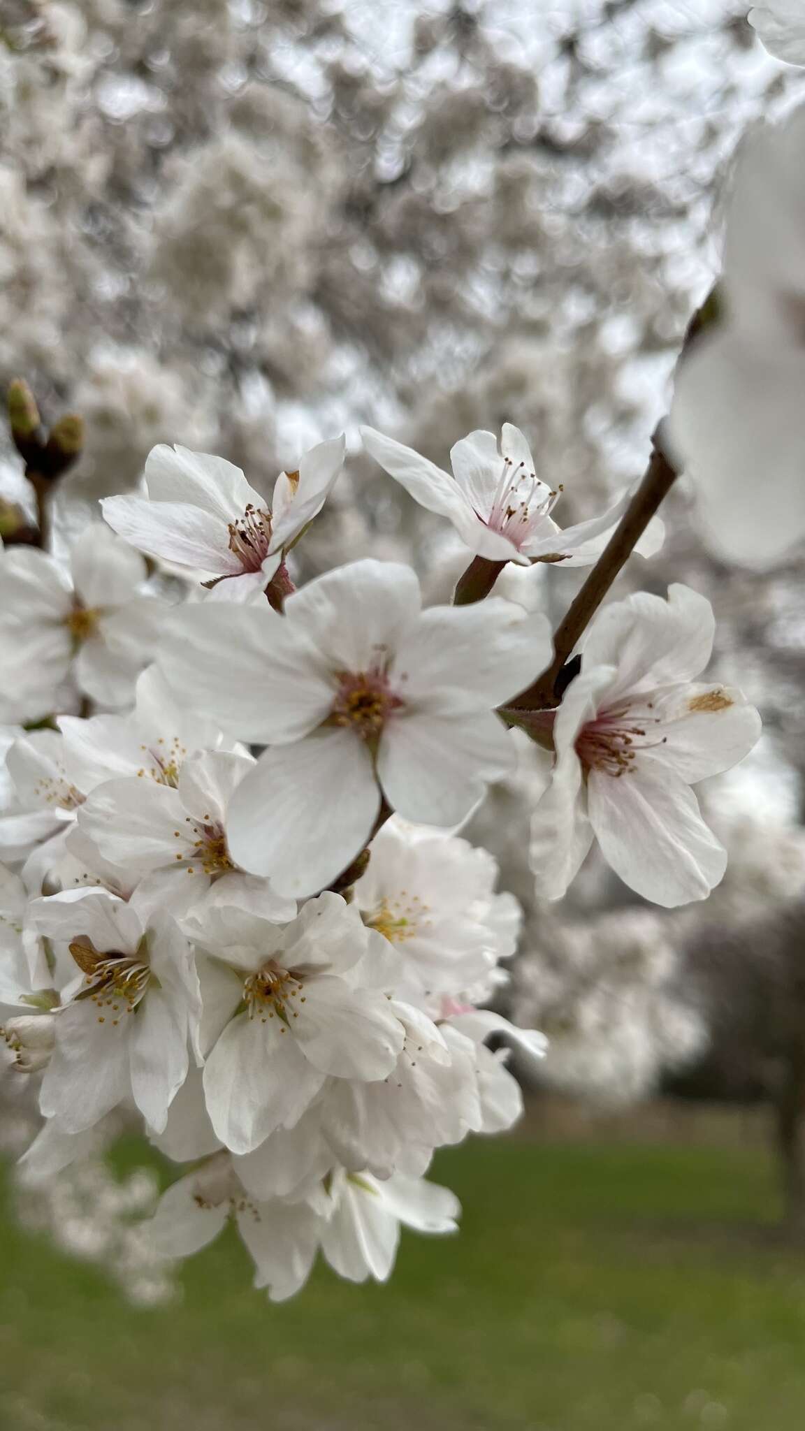 Imagem de Prunus yedoensis Matsum.