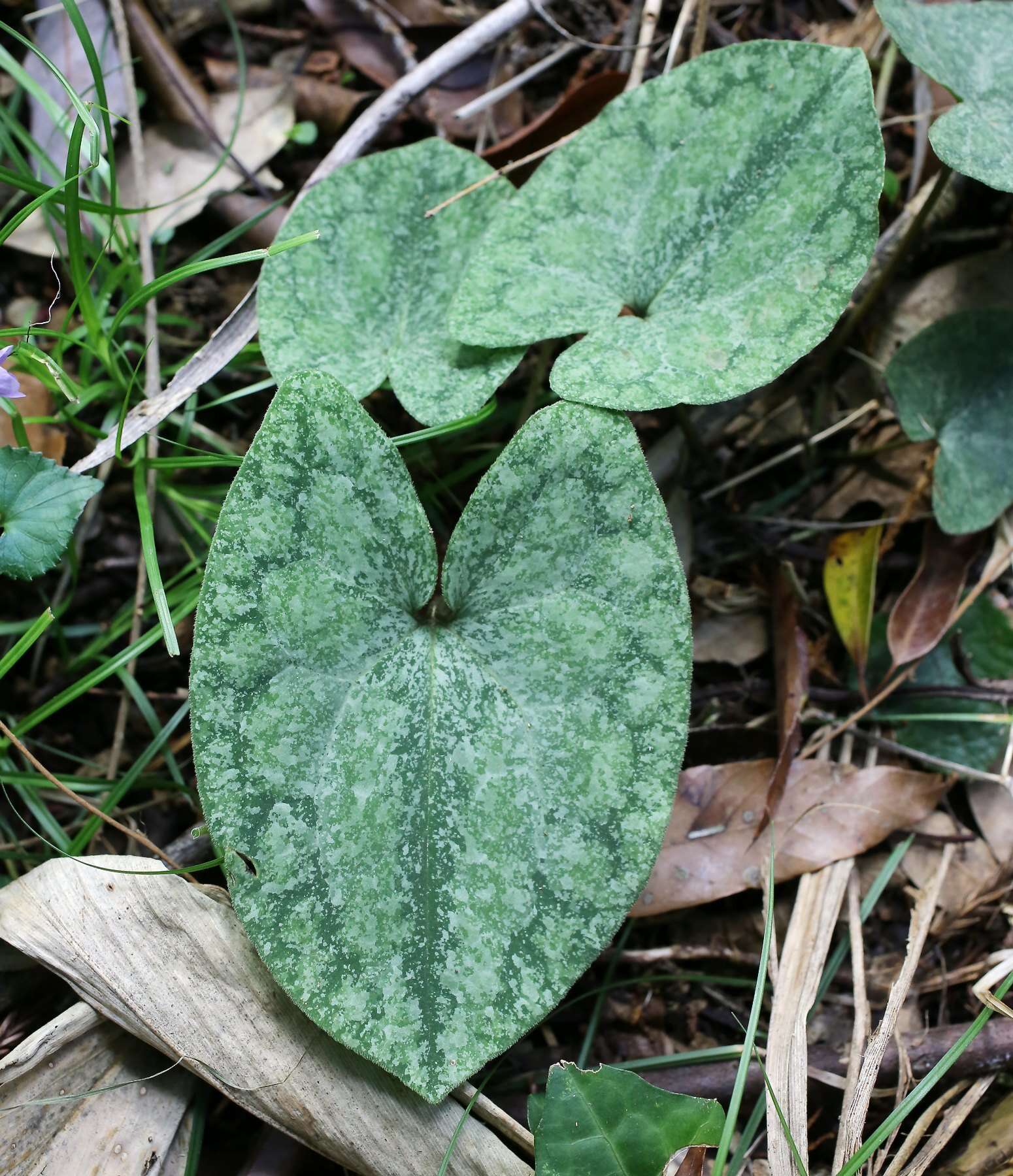 Image of Asarum nipponicum Maekawa