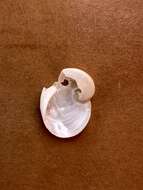 Image of baby's ear moonsnail