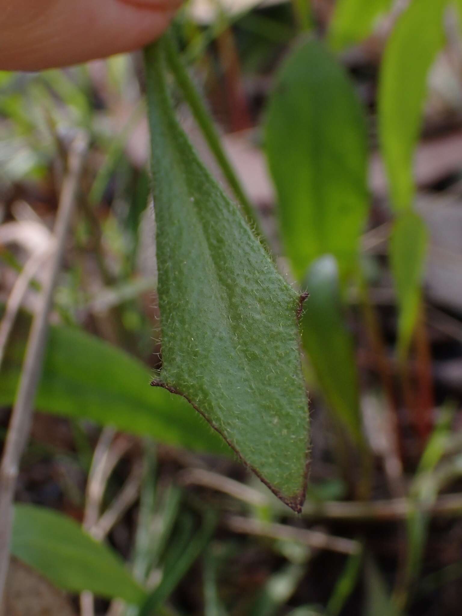 Image de Goodenia paniculata Sm.