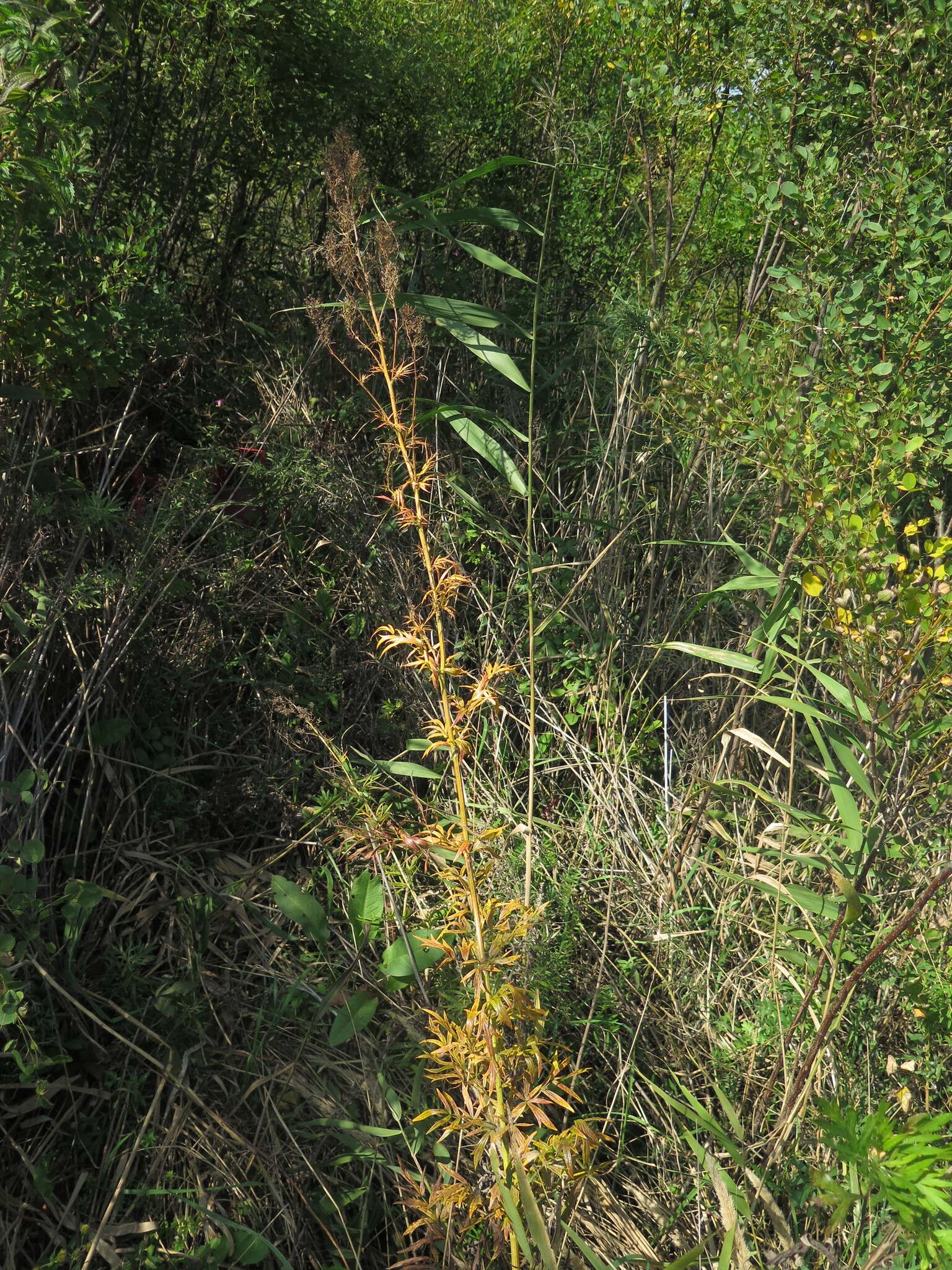 Image de Thalictrum simplex subsp. amurense (Maxim.) Hand