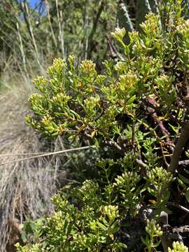 Image of Crassula sarcocaulis subsp. sarcocaulis