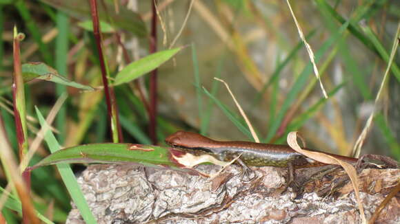 Sphenomorphus kinabaluensis (Bartlett 1895) resmi