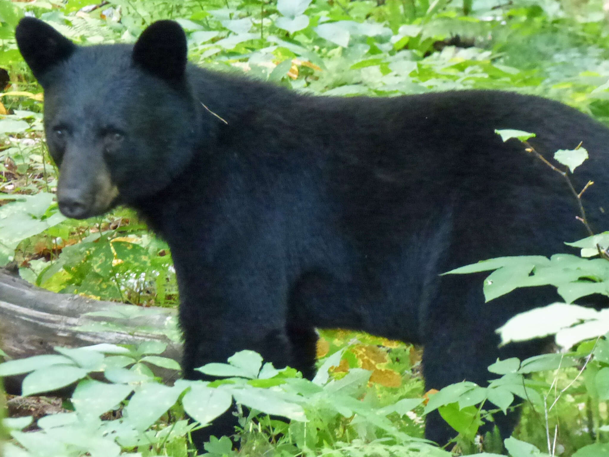 Image of Ursus Linnaeus 1758