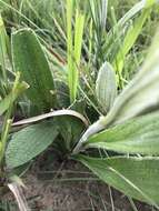 Image of Helichrysum nudifolium var. pilosellum (L. fil.) H. Beentje
