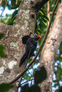 Image of Andaman Woodpecker