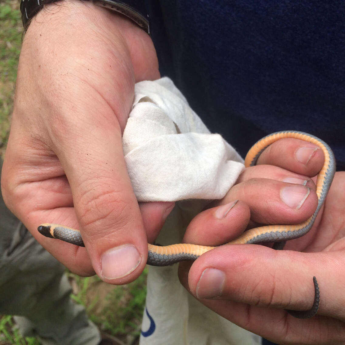 Diadophis punctatus edwardsii (Merrem 1820) resmi