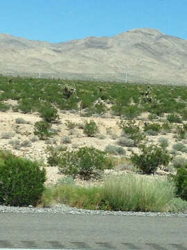 Image of Yucca brevifolia Engelm.