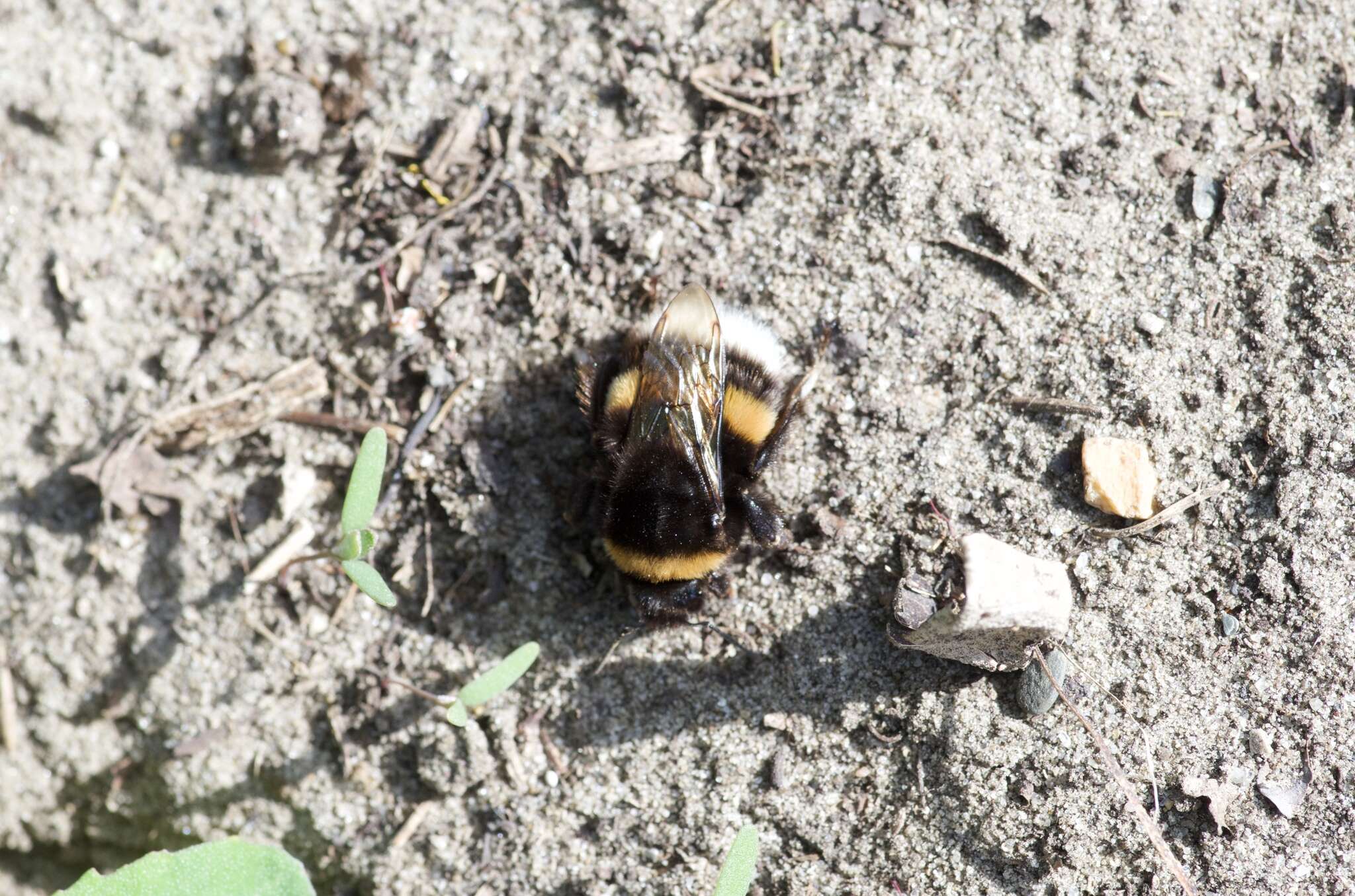 Image of White-tailed bumblebee