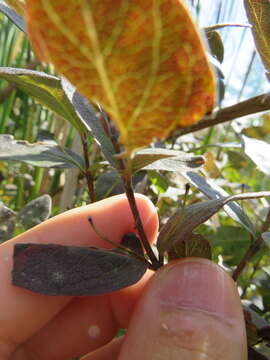 Слика од Lonicera oblongifolia (Goldie) Hook.