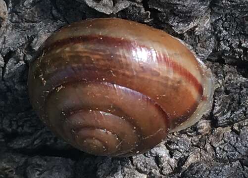 Image of <i>Micrarionta feralis</i> (Hemphill 1901)