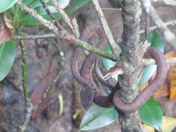 Trimeresurus purpureomaculatus (Gray 1832) resmi