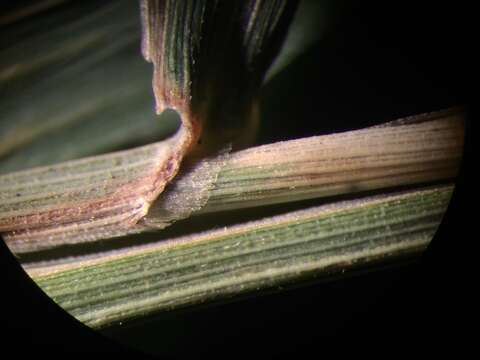 Imagem de Muhlenbergia tenuiflora (Willd.) Britton, Sterns & Poggenb.