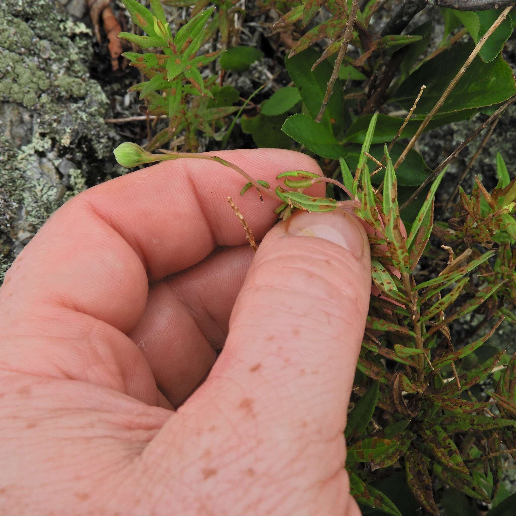 Image of bog aster