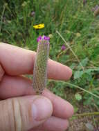 Sivun Dalea emarginata (Torr. & A. Gray) Shinners kuva