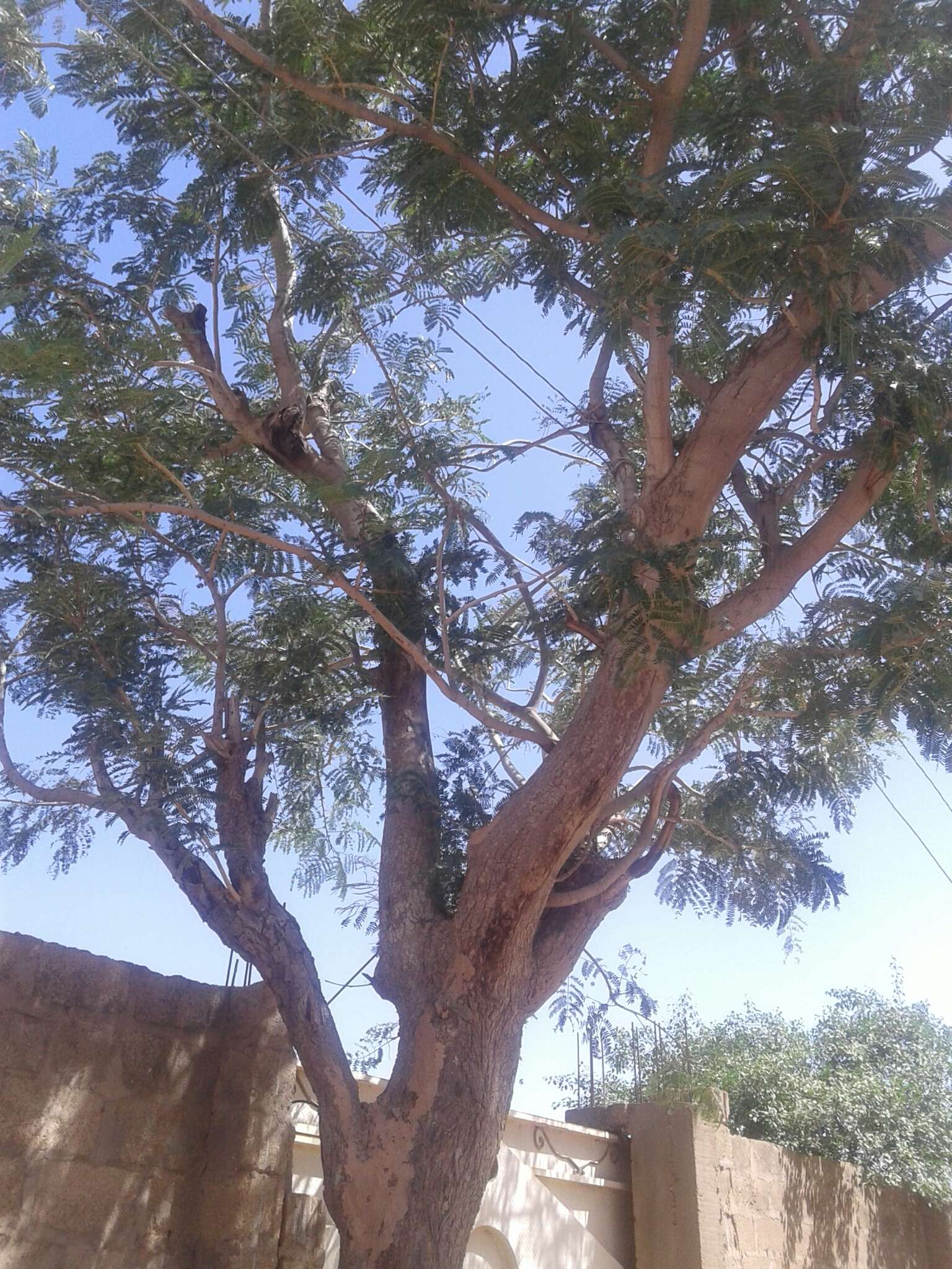 Image of African Locust Bean Tree