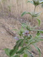 Sivun Dyschoriste trichocalyx subsp. verticillaris (C. B. Cl.) Vollesen kuva