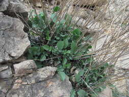 Image of Cephalaria dagestanica Bobrov