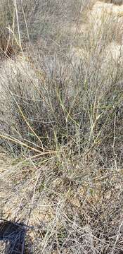 Image of Eragrostis australasica (Steud.) C. E. Hubb.