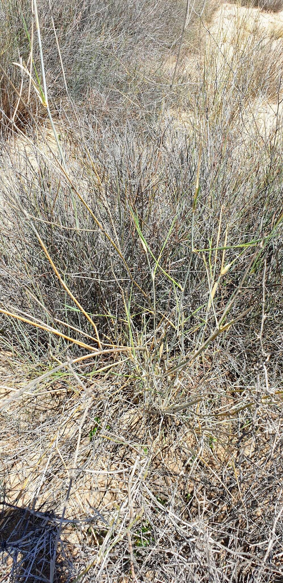 Слика од Eragrostis australasica (Steud.) C. E. Hubb.