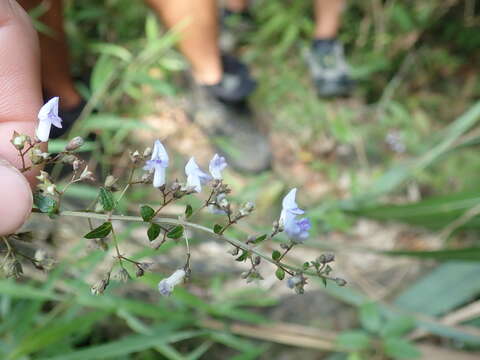 Image de Isodon amethystoides (Benth.) H. Hara