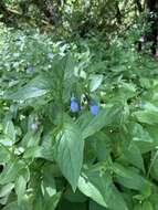 Imagem de Mertensia platyphylla A. A. Heller