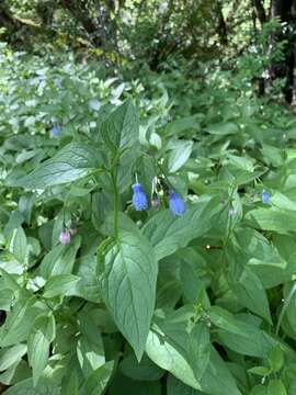 صورة Mertensia platyphylla A. A. Heller