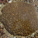 Image of Crisp Pillow Coral