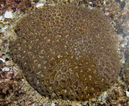 Image of Crisp Pillow Coral