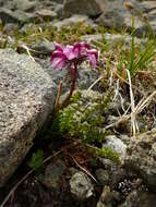 Imagem de <i>Pedicularis ornithorhynchos</i> Bentham