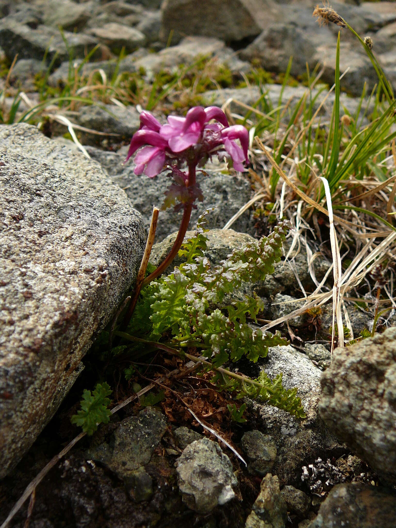 Image of <i>Pedicularis ornithorhynchos</i> Bentham