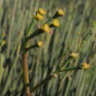 Image of Euphorbia ephedroides E. Mey. ex Boiss.