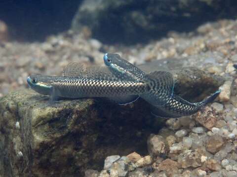 Image de Stiphodon atropurpureus (Herre 1927)