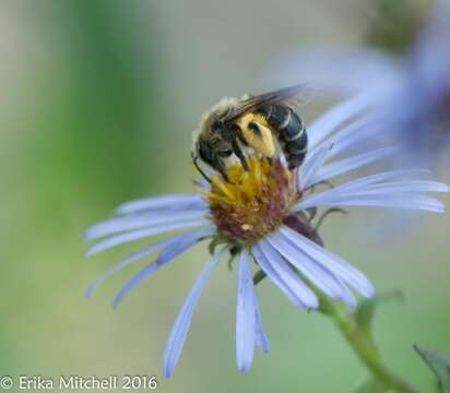 Image of Aster Andrena