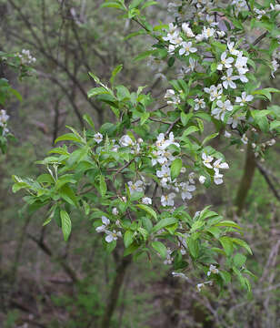 Image of Manchurian crab apple