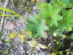 Image of Alchemilla plicata Buser